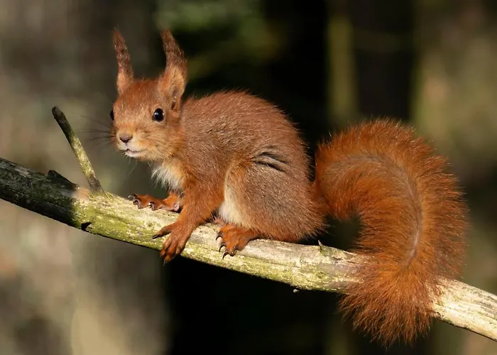 Naturnaer Med 1 Soverom